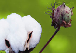 甘肅省敦煌種業股份有限公司