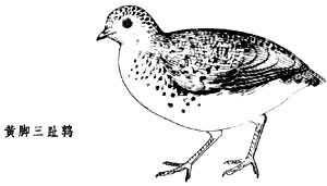 三趾鶉屬 三趾鶉屬