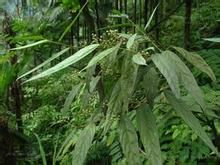 湖北杜莖山 湖北杜莖山