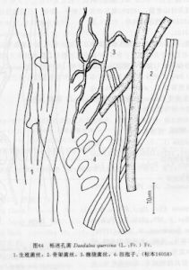 櫟迷孔菌 櫟迷孔菌