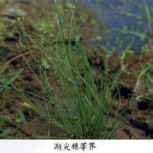 內蒙古荸薺 內蒙古荸薺