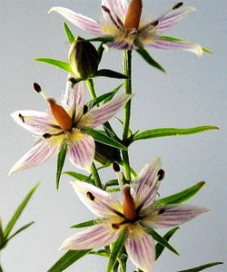 長柄獐牙菜 長柄獐牙菜