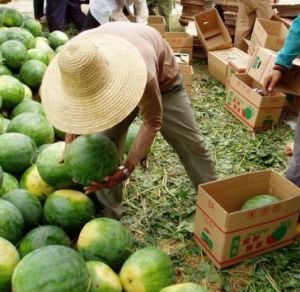 禾山玉華 禾山玉華