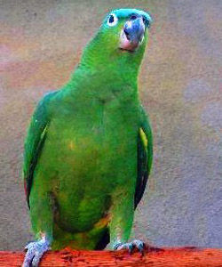 藍冠斑點亞馬遜鸚鵡 藍冠斑點亞馬遜鸚鵡