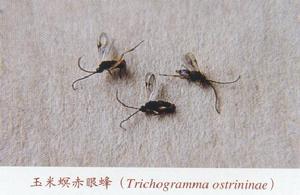 玉米螟赤眼蜂 玉米螟赤眼蜂