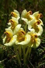 凸額馬先蒿格氏變種 凸額馬先蒿格氏變種