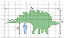 劍龍屬與人類的體型尺寸比較