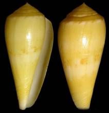 黃帝芋螺 黃帝芋螺