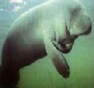 亞馬遜海牛 亞馬遜海牛