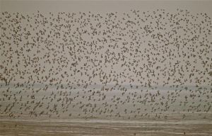 丹東觀鳥—鋪天蓋地