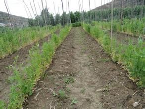 豌豆根腐病 豌豆根腐病