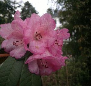 粉紅杜鵑(變種) 粉紅杜鵑(變種)