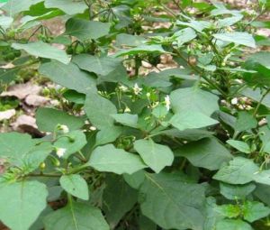 腺毛香簡草 腺毛香簡草