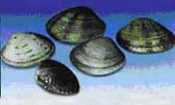 薄片鏡蛤