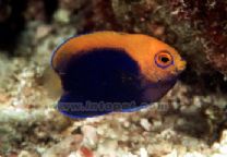 東非火背神仙 東非火背神仙