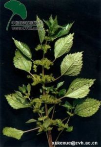 透莖冷水花 透莖冷水花