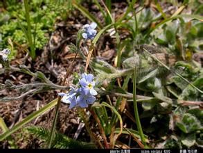 東北齒緣草 東北齒緣草