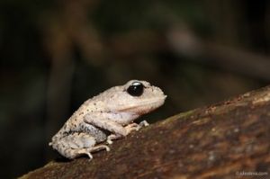 東南亞擬髭蟾 東南亞擬髭蟾