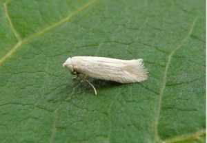 莖潛蛾科 莖潛蛾科