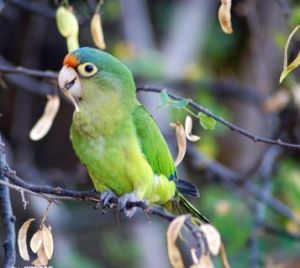 橙頂錐尾鸚鵡墨西哥西部亞種 橙頂錐尾鸚鵡墨西哥西部亞種