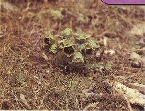 青海茄參 青海茄參