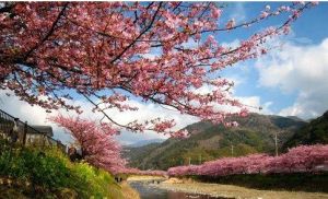 東京都千鳥淵櫻花