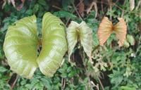 雙扇蕨屬 雙扇蕨屬