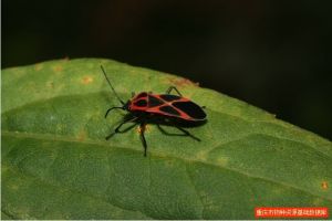 紅脊長蝽