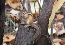 帽兒山[黑龍江帽兒山國家森林公園]