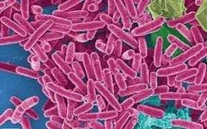 克雷伯氏菌屬 克雷伯氏菌屬