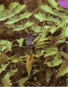 尼泊爾十大功勞