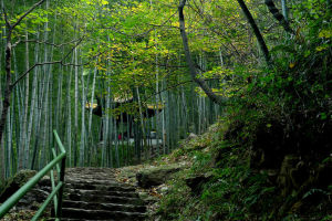 宜興竹海風景區