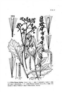 聚花艾納香(節節紅)