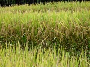 秈型三系雜交水稻