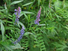 大巢菜[薔薇目豆科植物]