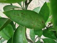 柑橘芽枝霉斑病 柑橘芽枝霉斑病