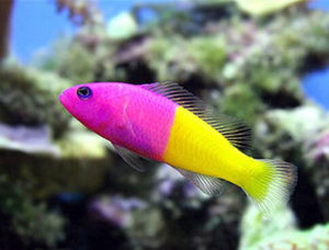 雙色草莓 雙色草莓