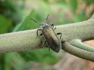 紅翅偽葉甲 紅翅偽葉甲