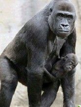 漸新猿類 漸新猿類