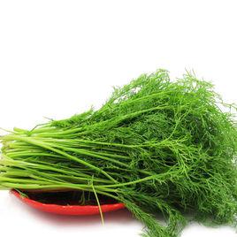 小茴香菜 小茴香菜