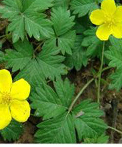 條裂委陵菜 條裂委陵菜