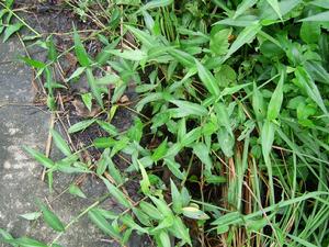 鴨跖草科 鴨跖草科