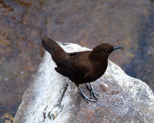 褐河烏滇西亞種 褐河烏滇西亞種