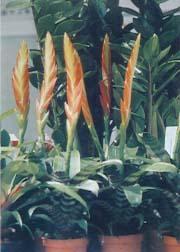 火劍鳳梨 火劍鳳梨