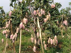 （圖）優質芒果