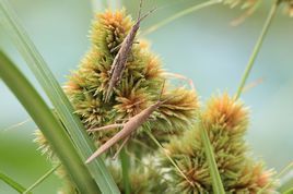 球穗莎草 球穗莎草