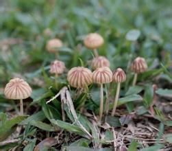 紫溝條小皮傘 紫溝條小皮傘