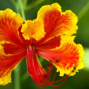 生物學基地班 生物學基地班