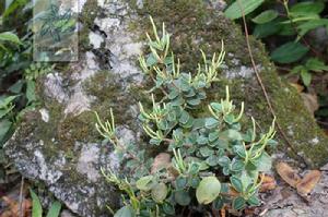 豆瓣綠[胡椒目胡椒科植物]