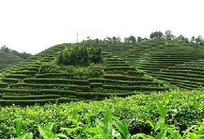 茶園